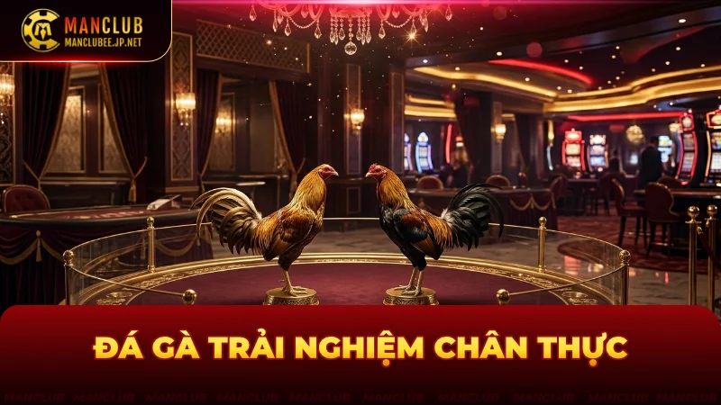 Chơi đá gà với trải nghiệm chân thực